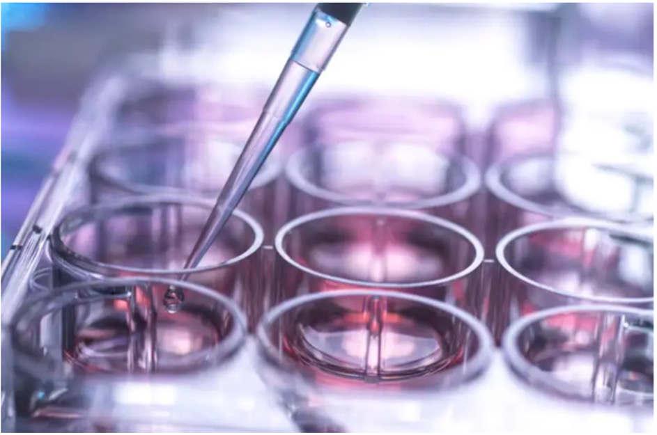 A cell sample being pipetted into a multiwell plate containing growth nutrient medium (Andrew Brookes/Getty Images)